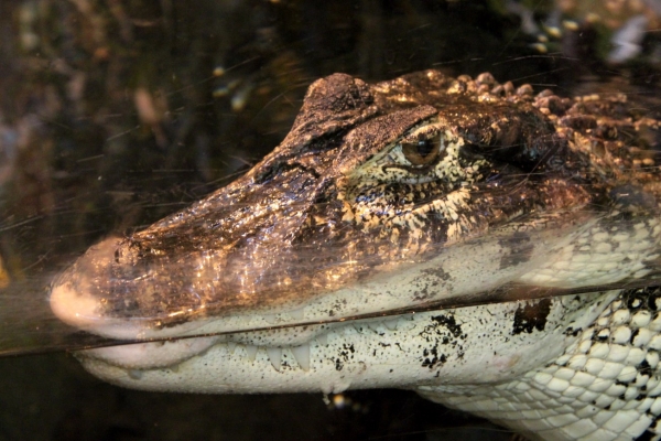 Krokodyle jadą do nowego zoo