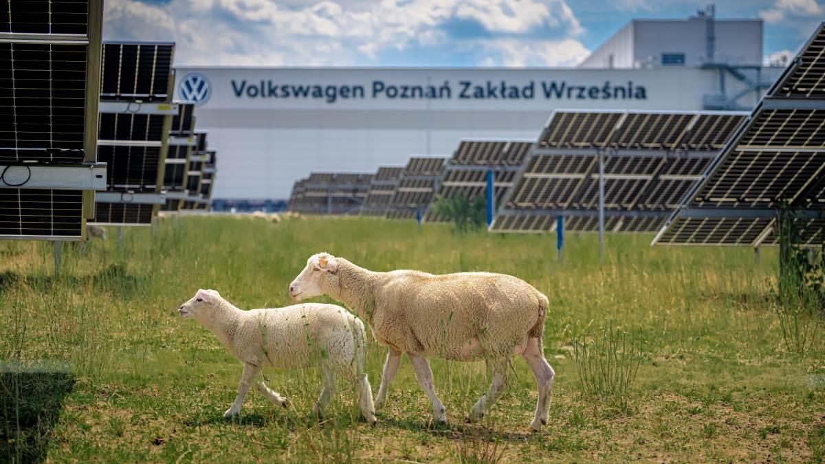 Volkswagen Poznań Fotowoltaika Owce